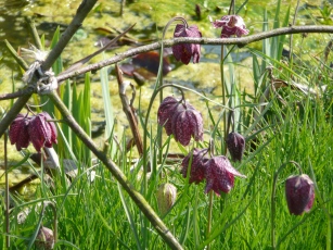 Fritillary by the pond
