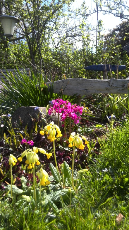 Primula's by the pond