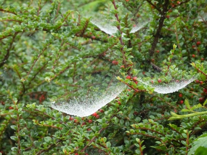 Cob-web dew on Cotoneaster