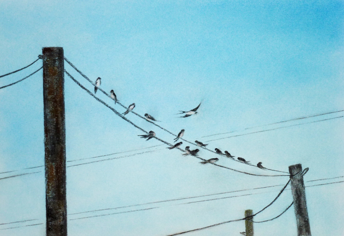 Swallows & Martins on the move